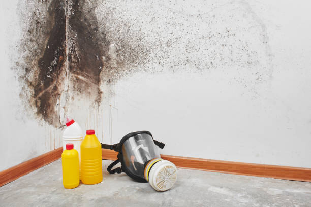 Best Mold Removal Specialists  in Beechwood, MS