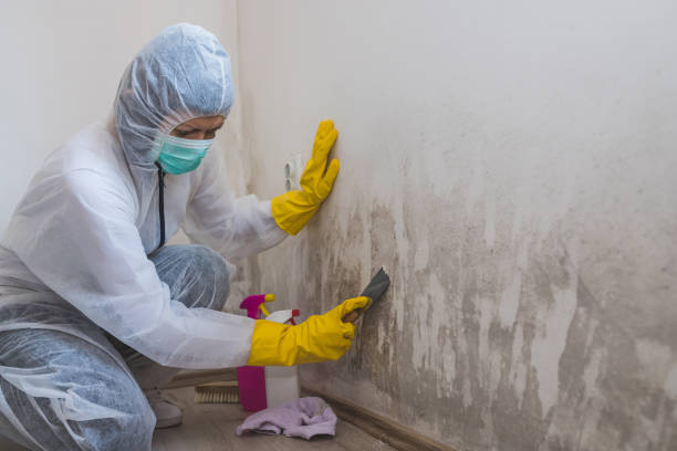 Best Office Mold Removal Services  in Beechwood, MS