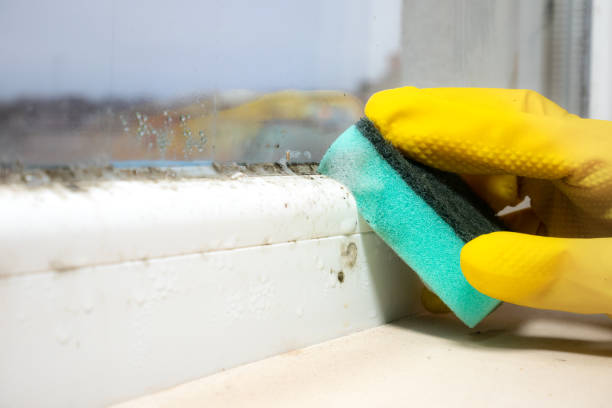 Best Mold Damage Repair  in Beechwood, MS