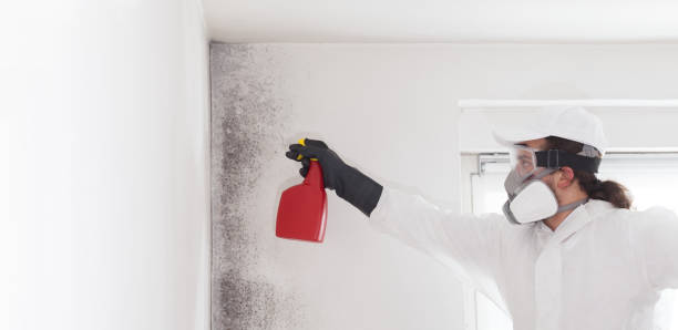 Best Certified Mold Removal  in Beechwood, MS