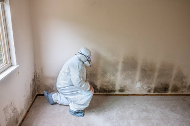 Best Black Mold Removal  in Beechwood, MS