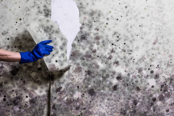 Certified Mold Removal in Beechwood, MS